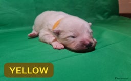 Samoyed dogs for sale: 🐾 Exceptional Pedigree Samoyed Puppies  🐾 - Image 14