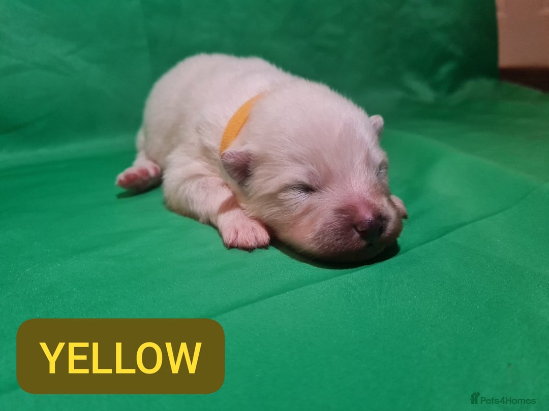 Samoyed dogs for sale: 🐾 Exceptional Pedigree Samoyed Puppies  🐾 - Image 14
