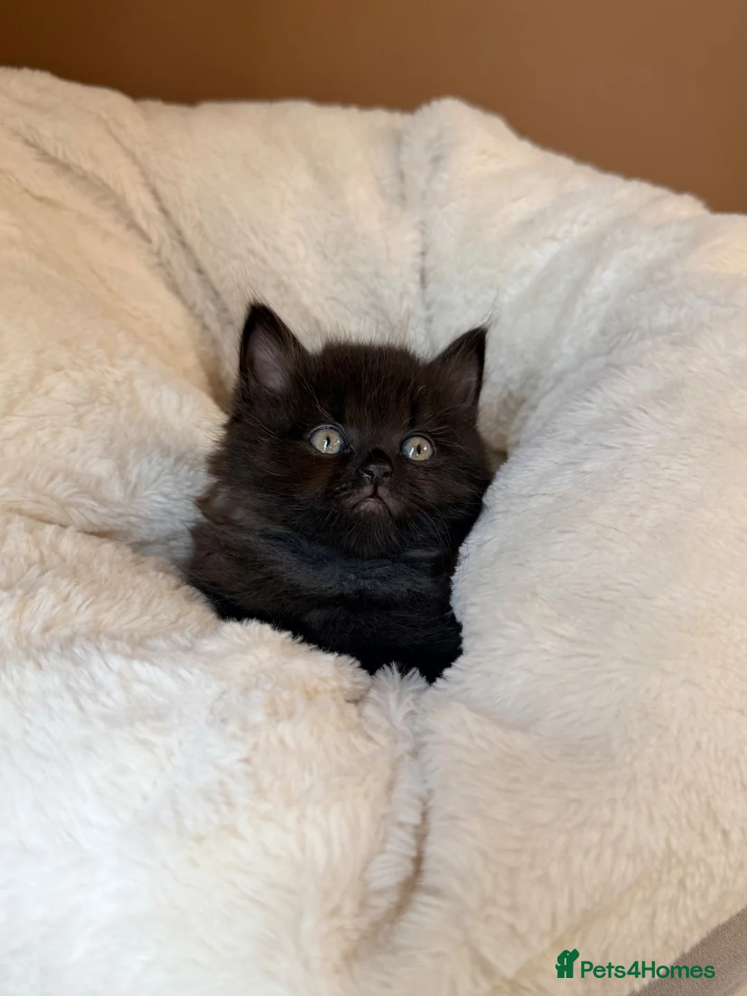 British Shorthair cats for sale: British shorthair mix  - Advert 2