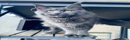 Maine Coon cats for sale: 💙*🦁*BLUE MAINE COON*💎*KITTENS*🦁*💙 - Advert 25