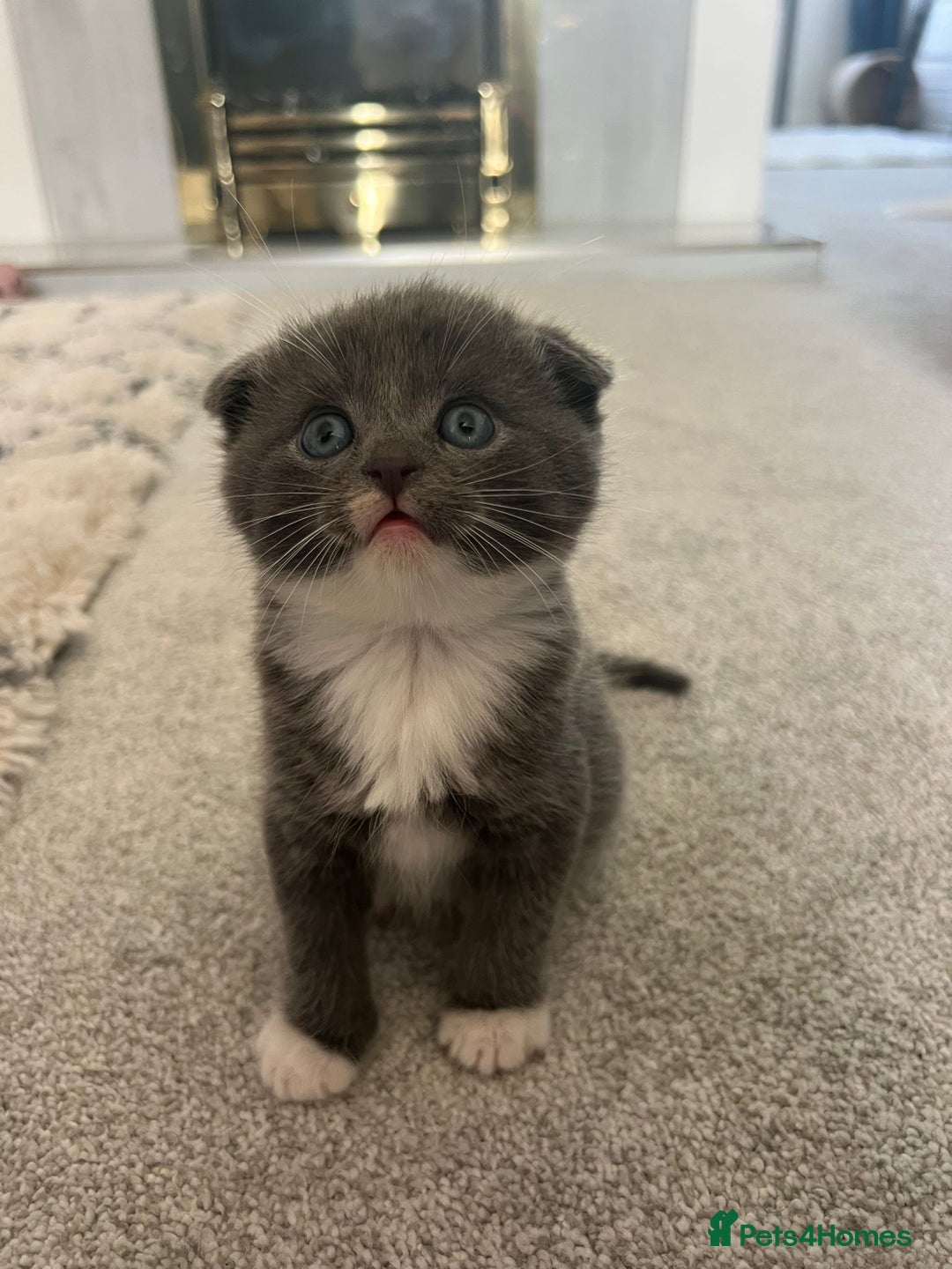 Scottish Fold cats for sale: Scottish fold X British Blue kittens for sale.  - Image 8
