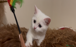 Munchkin cats for sale: Sweet Munchkins 🤗 - Image 18