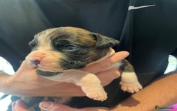 Boxer dogs for sale: 6 Beautiful Boxer Puppies - Image 10