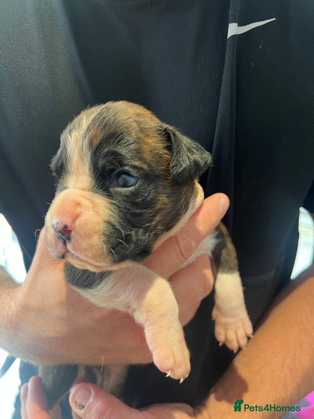 Boxer dogs for sale: 6 Beautiful Boxer Puppies - Image 10