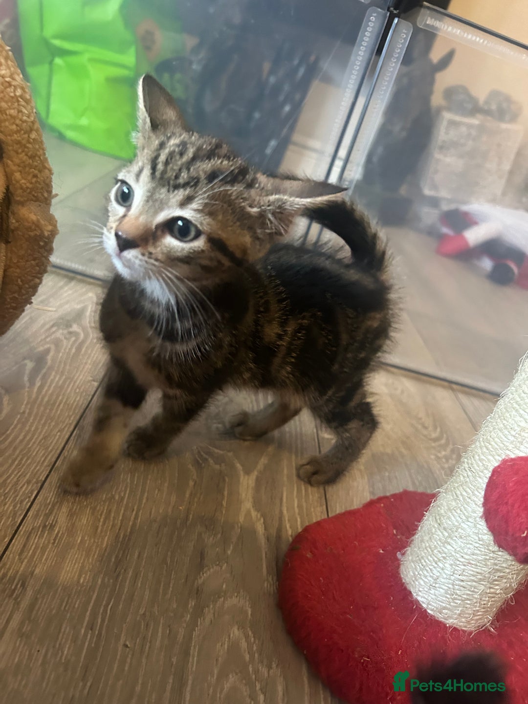 Mixed Breed cats for sale: KITTENS - Advert 4