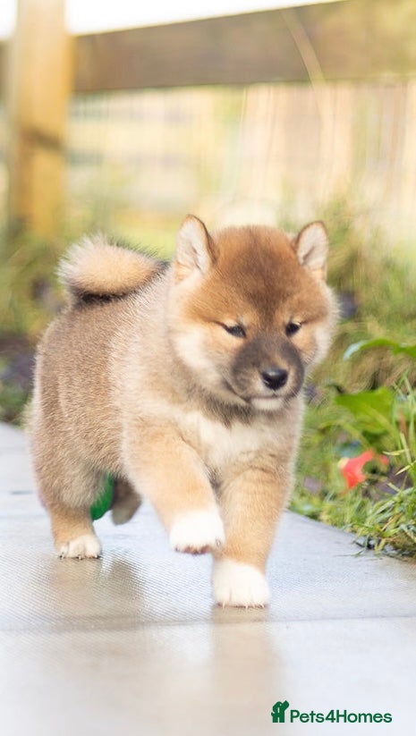 Japanese Shiba Inu dogs “KC Shiba Inu   – Champion Bloodlines ❤️🏆” - Advert 5