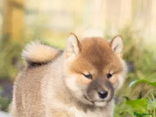 Japanese Shiba Inu dogs “KC Shiba Inu – Champion Bloodlines ❤️🏆” - Advert 5