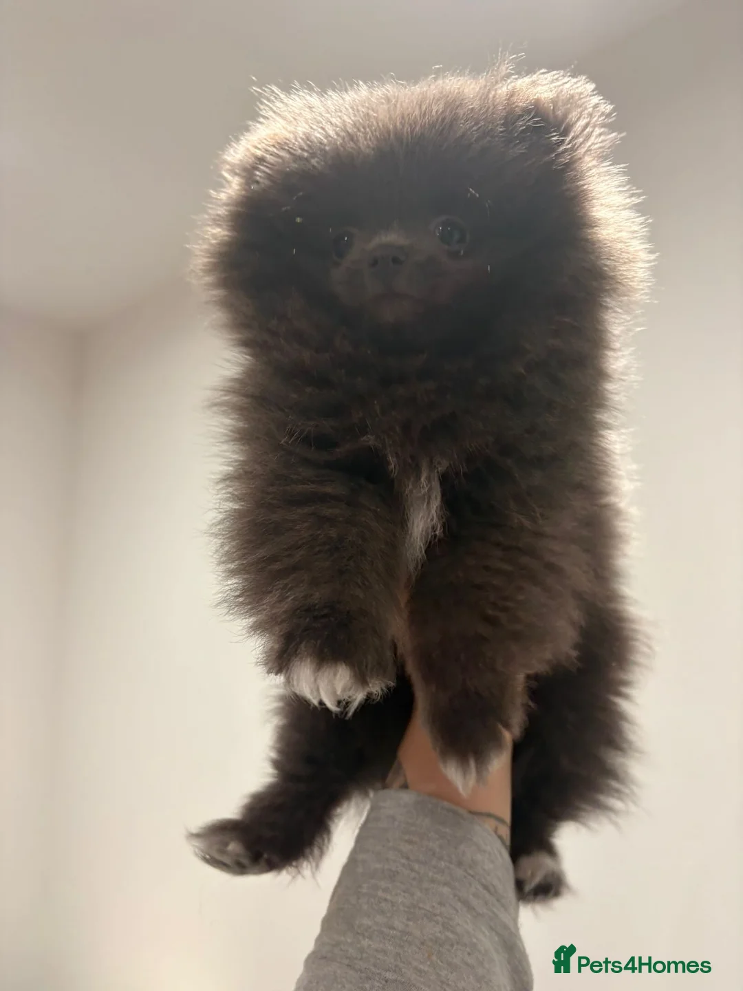 Pomeranian dogs for sale: Blue Pomeranian puppy - Advert 8