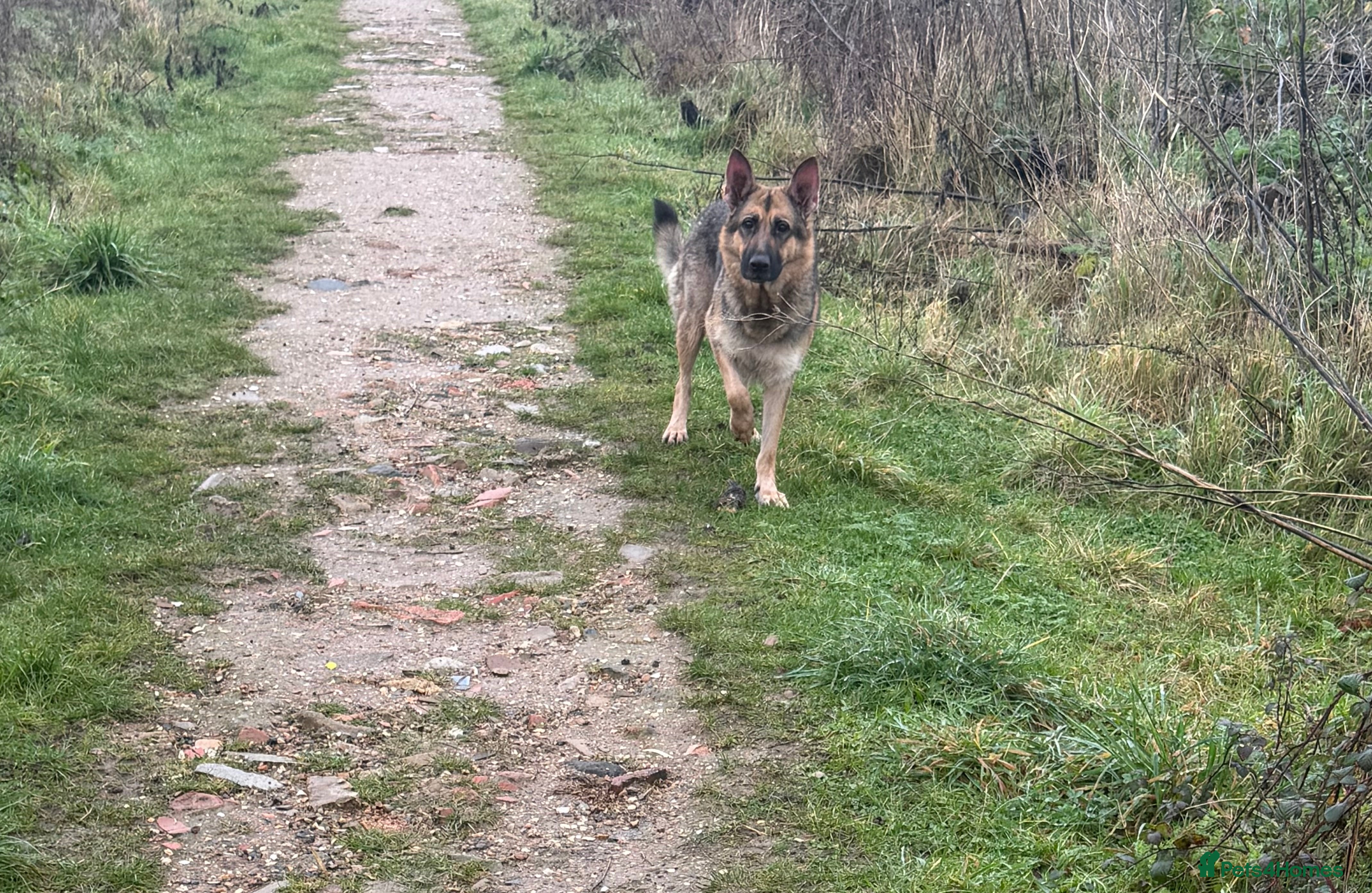 German Shepherd dogs 🐾 Beautiful KC German shepherd puppies 🐾 - Advert 5