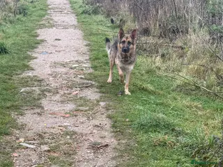 German Shepherd dogs 🐾 Beautiful KC German shepherd puppies 🐾 - Advert 5