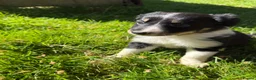Border Collie dogs for sale: Border Collie Puppies from Working Stock in Carnforth - Advert 15