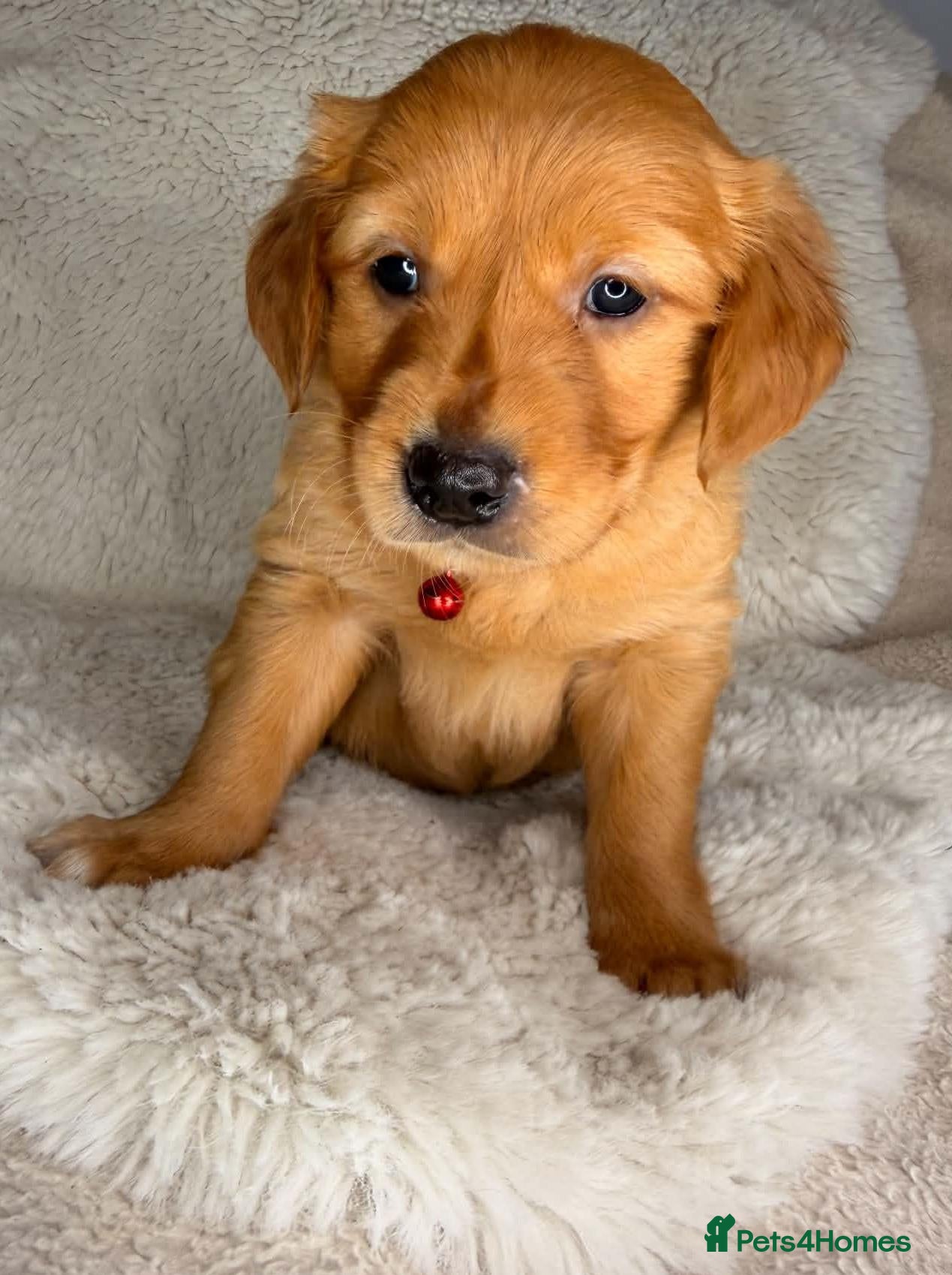 Golden Retriever dogs Exceptional KC registered Golden Retriever puppies - Advert 2