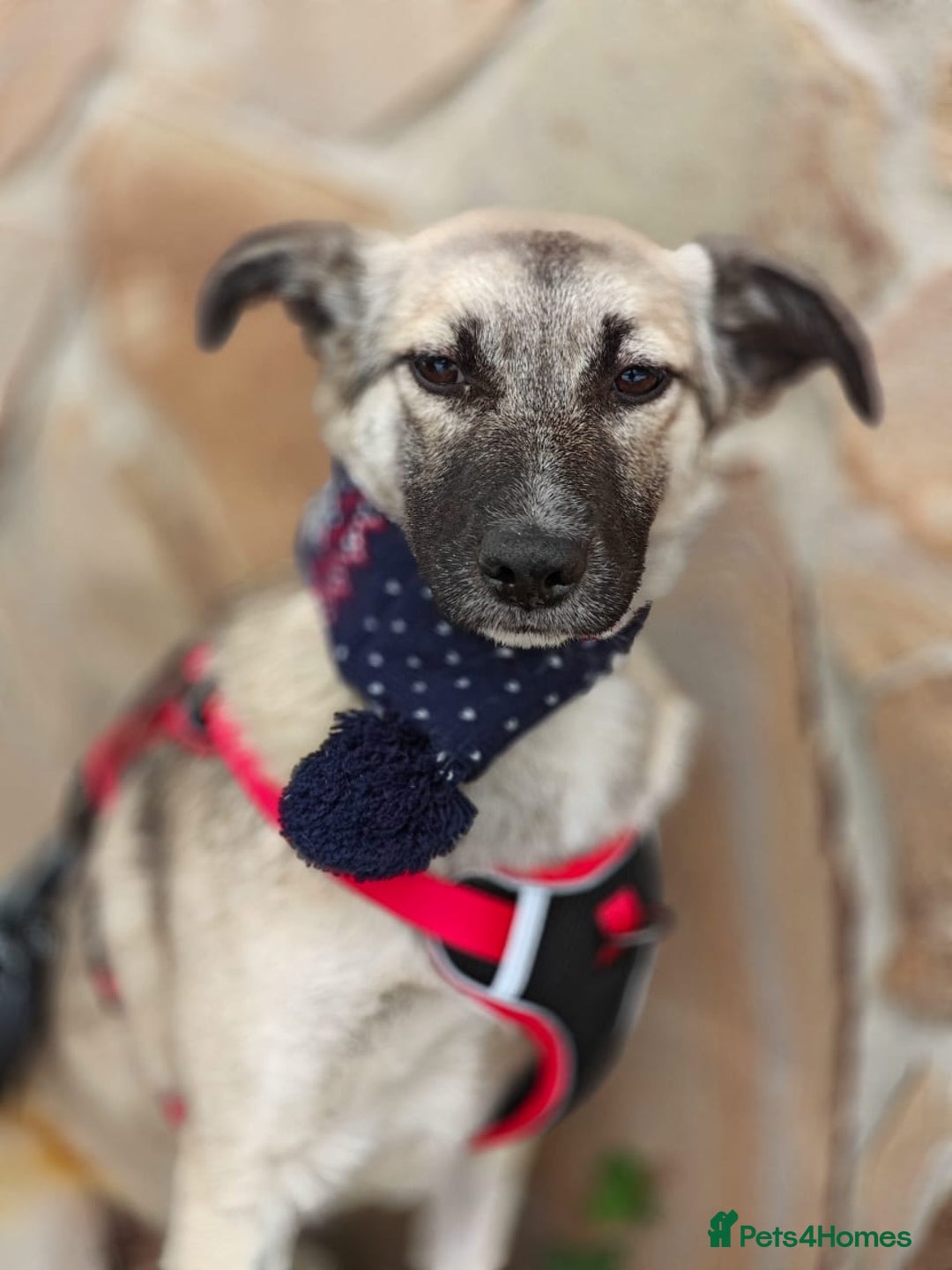 Mixed Breed dogs for adoption: ❤️TILLY -gentle, and affectionate pup❤️ - Advert 12