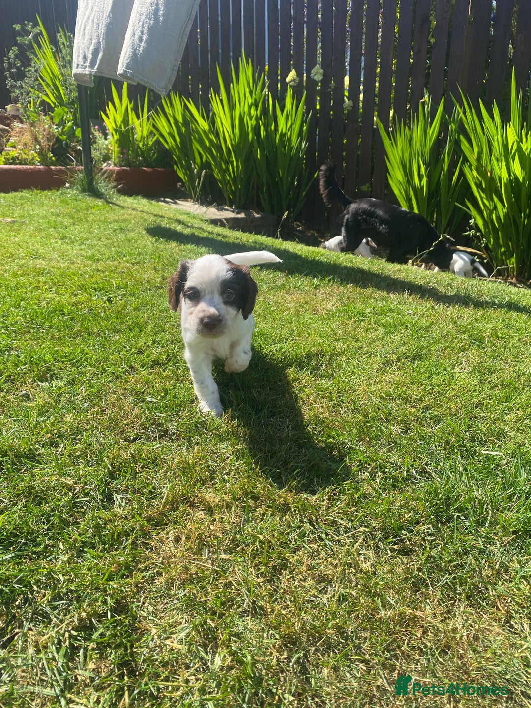 Sprocker dogs for sale: Last Boy Sprocker  - Image 5