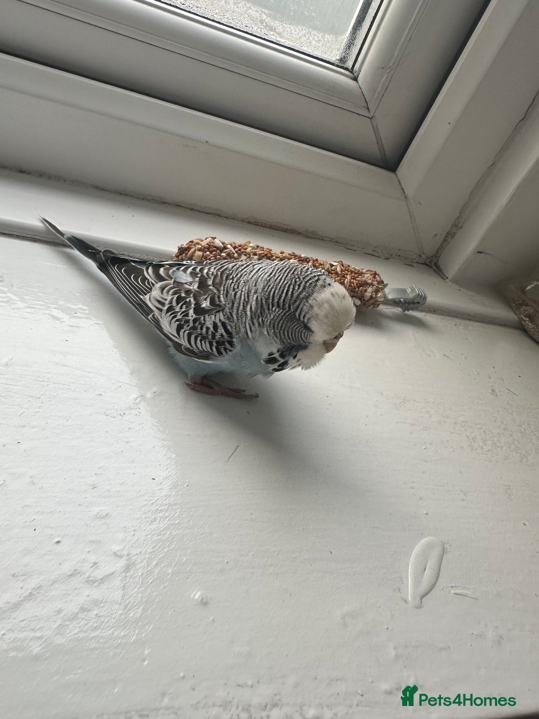 Budgerigars birds for sale: Baby Budgie - Advert 2