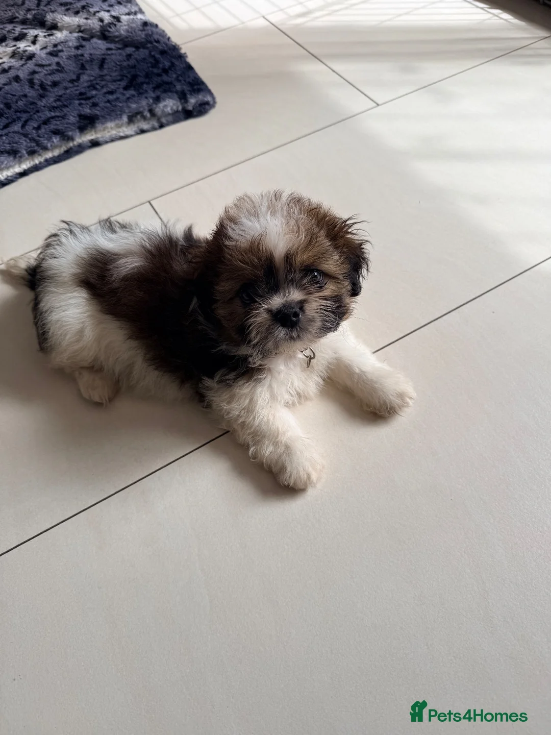 Shih Tzu dogs for sale: Teddy shih tzu in Cambridge - Advert 2