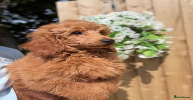 Miniature Poodle dogs in Stafford - Advert 13