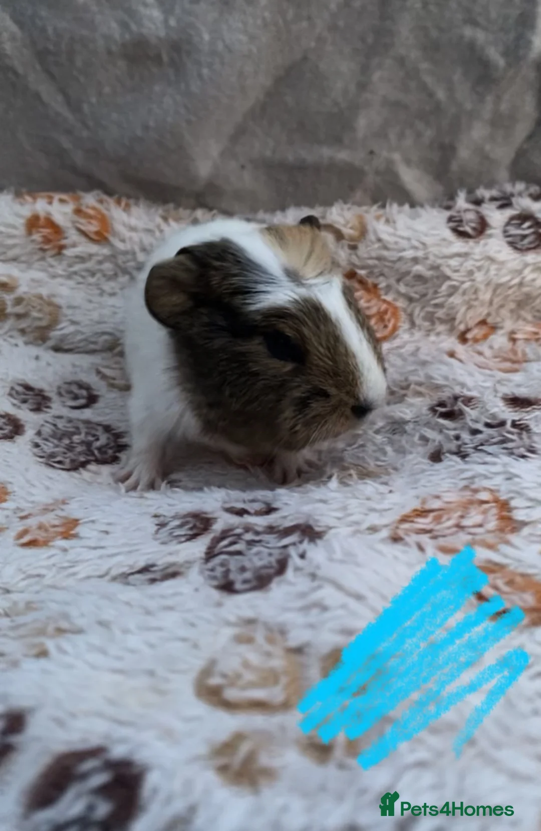 Guinea Pig rodents for sale: Beautiful baby guineapigs  - Advert 13