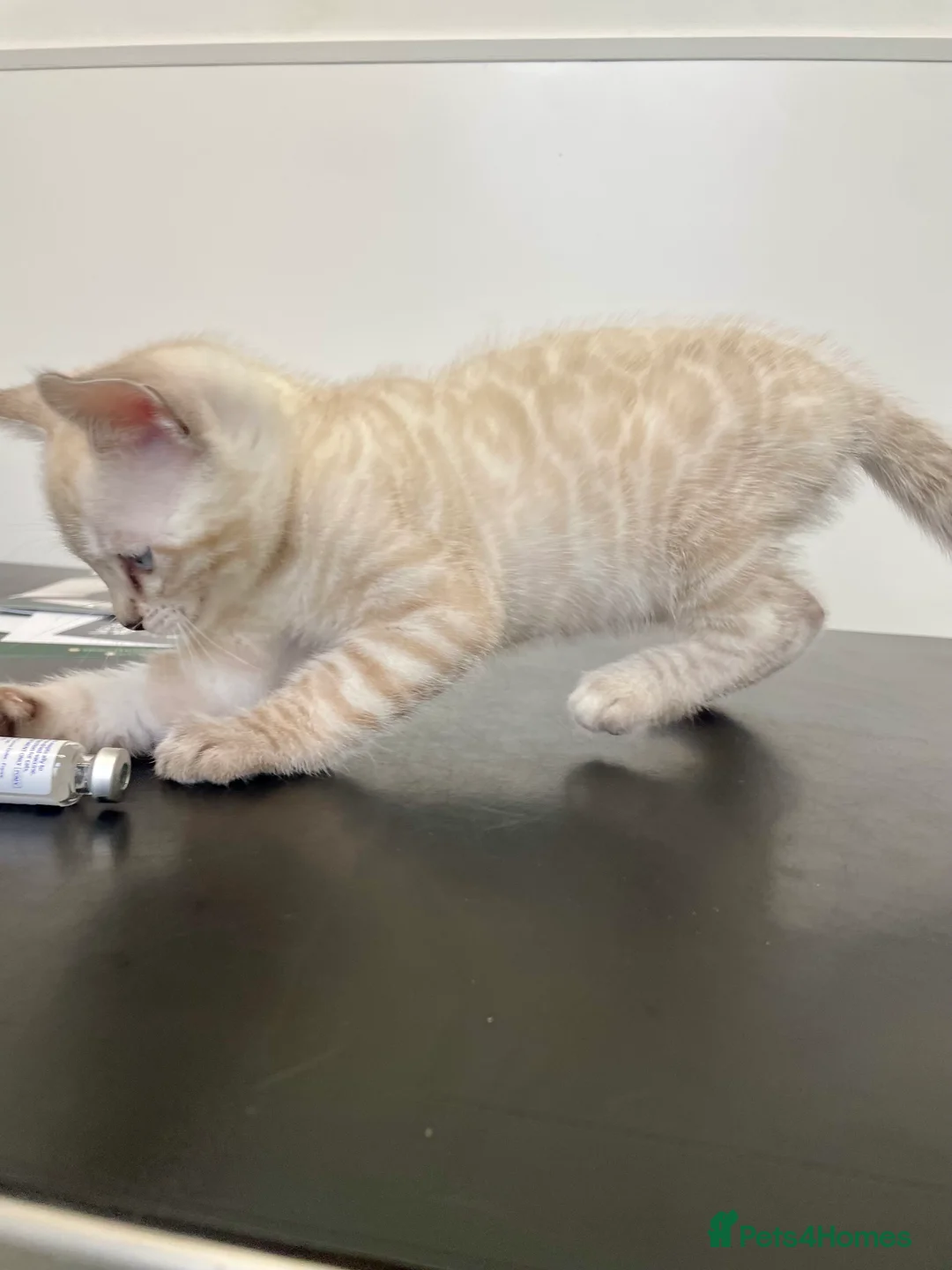 Bengal cats for sale: 🔥🏆Bengal Rossetted Tica Pedigree Leapords🏆🔥 - Advert 6