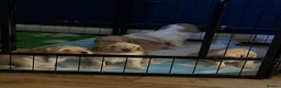 Cockapoo dogs for sale: Litter of 5 beautiful F1 cockapoos  - Advert 24