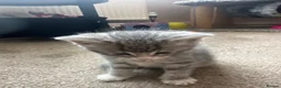 Mixed Breed cats for sale: Beautiful kittens for sale - Advert 5