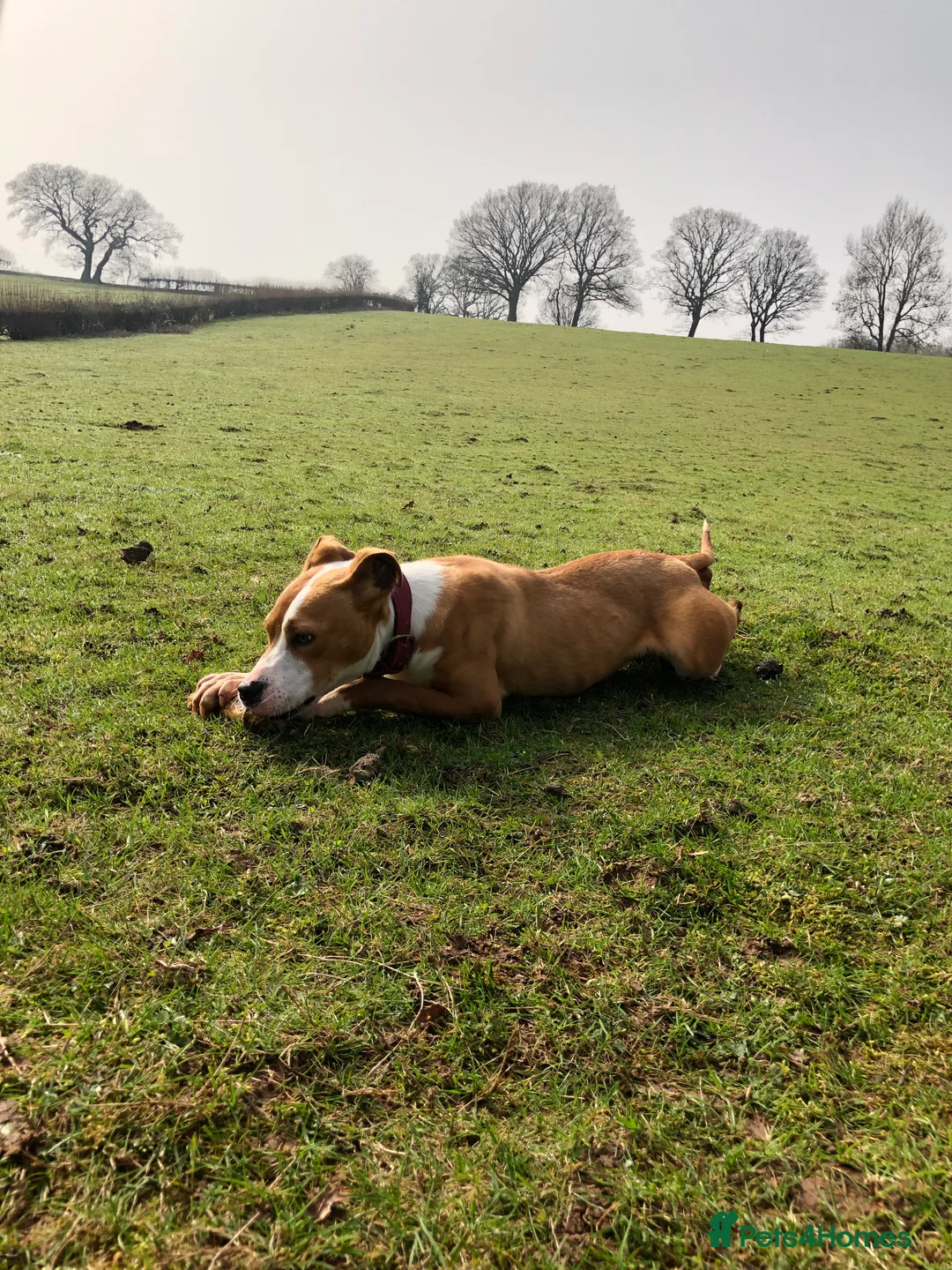 American Bulldog dogs for sale: Rocky 6month old 500 - Advert 2