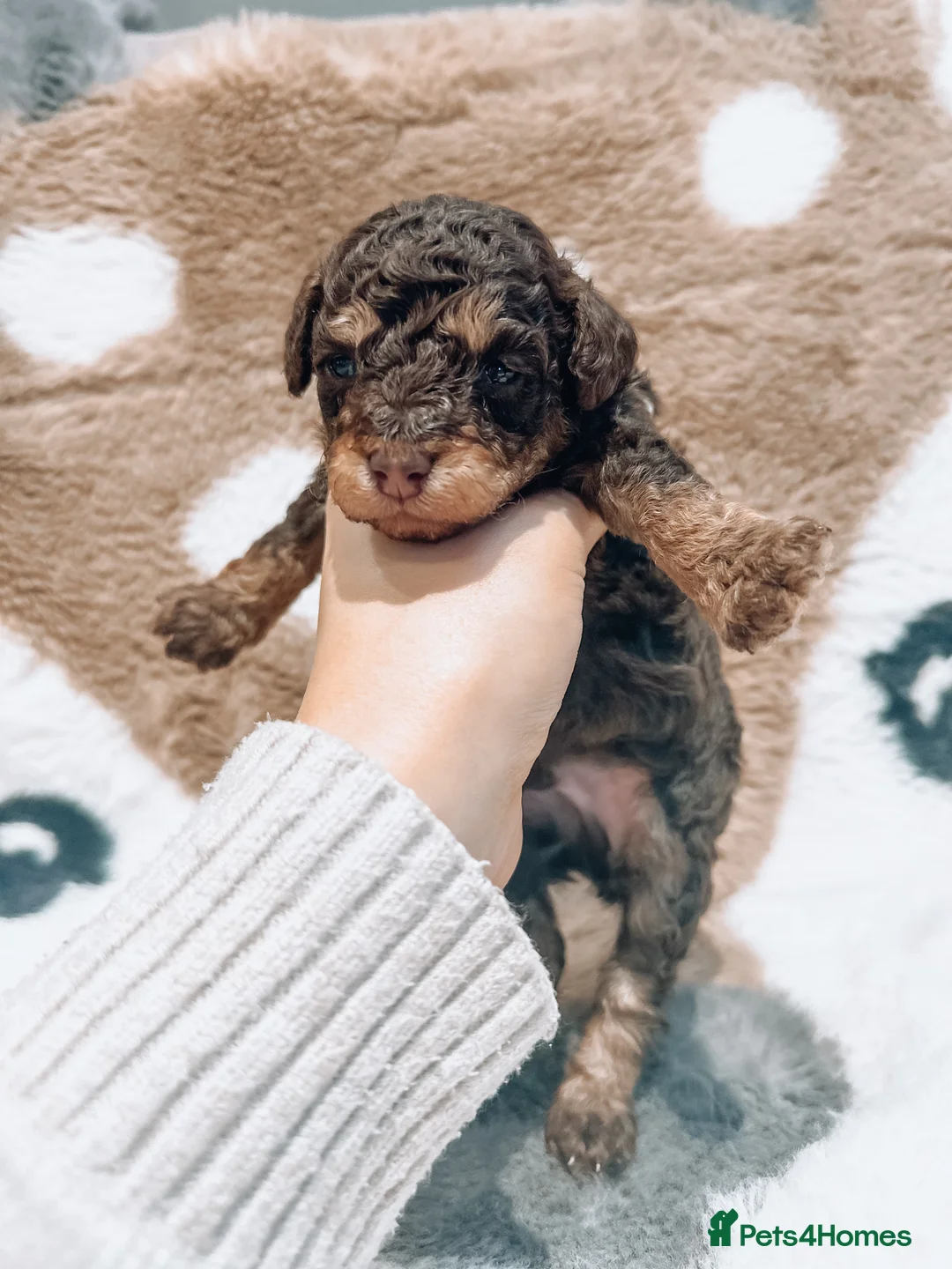 Cavapoo dogs for sale: Exclusive April F1b Chocolate Merle - Waiting List - Advert 14