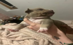 American Bully dogs for sale: Pocket Bully Litter - Image 13