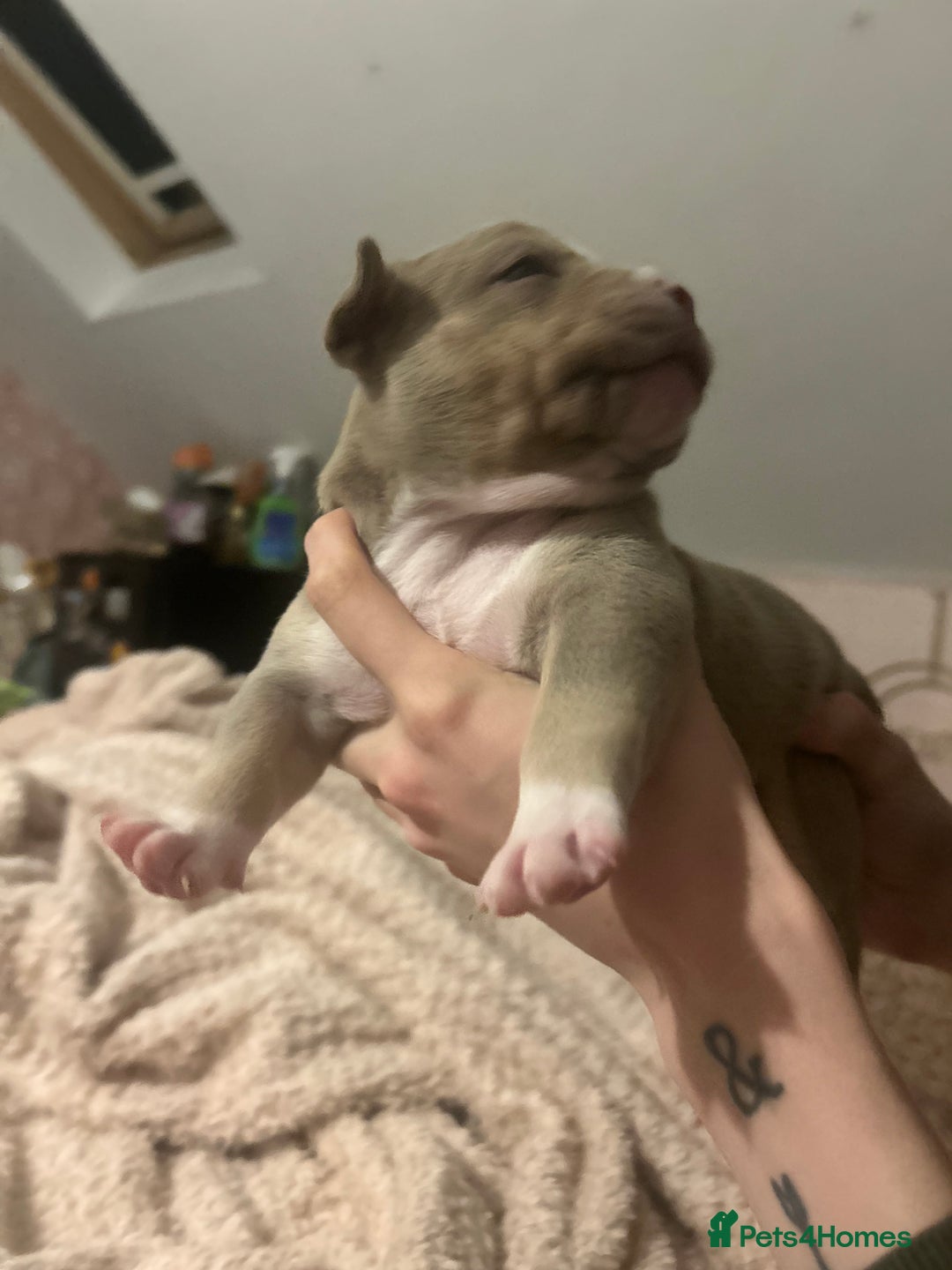 American Bully dogs for sale: Pocket Bully Litter - Image 13