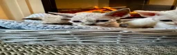 Devon Rex cats for sale: Exceptional FIFe Registered Devon Rex Kittens - Advert 16