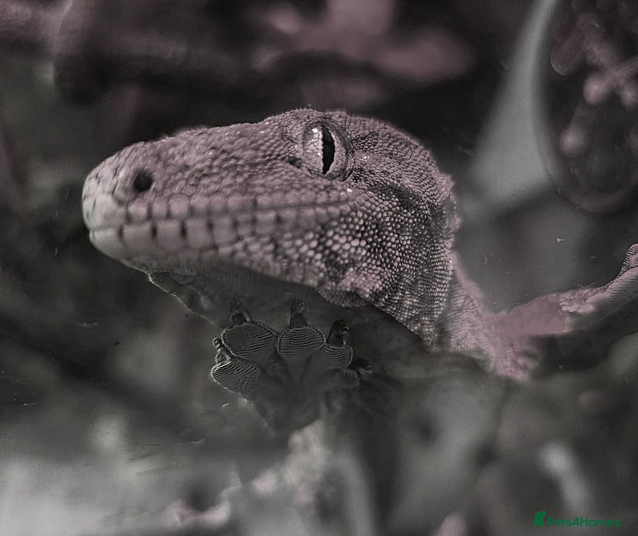 Gecko reptiles Moro leachianus gecko - Advert 1