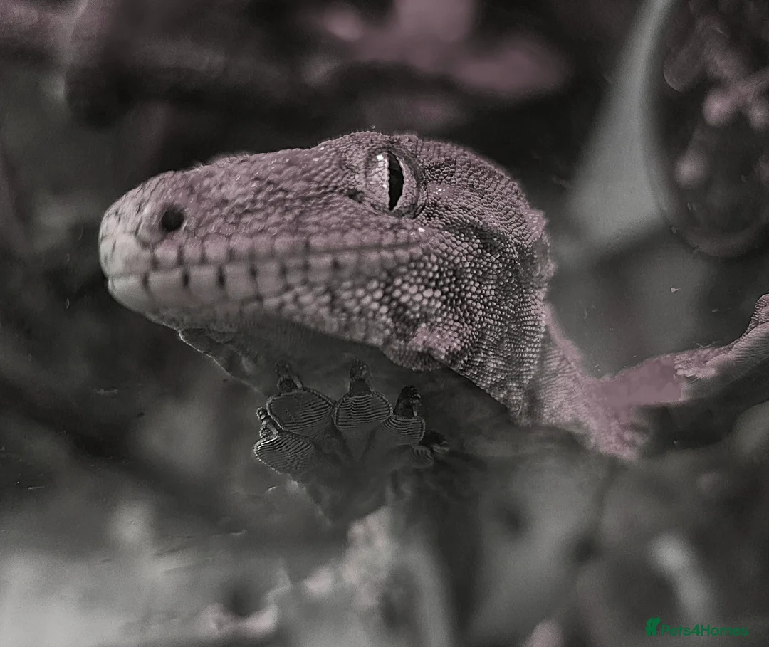 Gecko reptiles for sale: Moro leachianus gecko - Advert 1