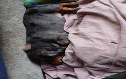 Dachshund dogs for sale: 1x Female Dachshund Left (27/07/2025) - Image 5