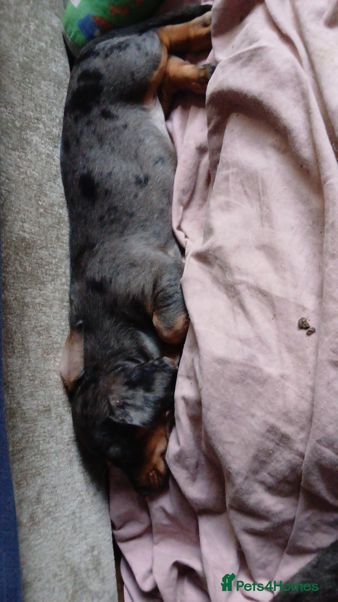 Dachshund dogs for sale: 1x Female Dachshund Left (27/07/2025) - Image 5