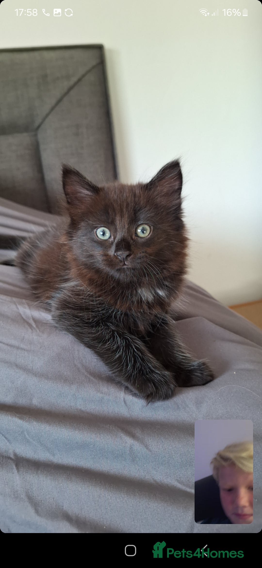 Ragdoll cats for sale: Ragdoll x Bombay  - Advert 14