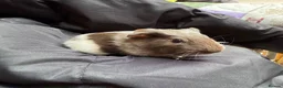 Guinea Pig rodents for sale: 8wonderful guinea pigs - Advert 4