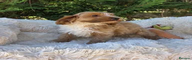 Cockapoo 1