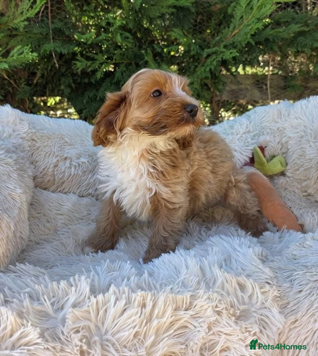 Cockapoo dogs for sale: Stunning Toy cockapoo  - Advert 2
