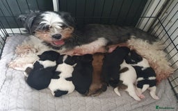 Yorkshire Terrier dogs for sale: Beautiful Yorkshire terrier puppies - Image 9