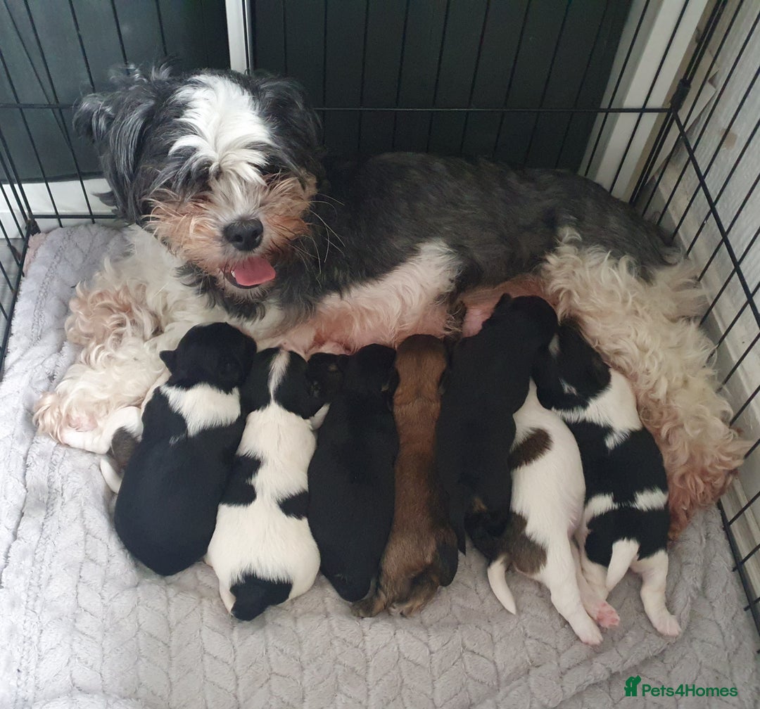 Yorkshire Terrier dogs for sale: Beautiful Yorkshire terrier puppies - Image 9