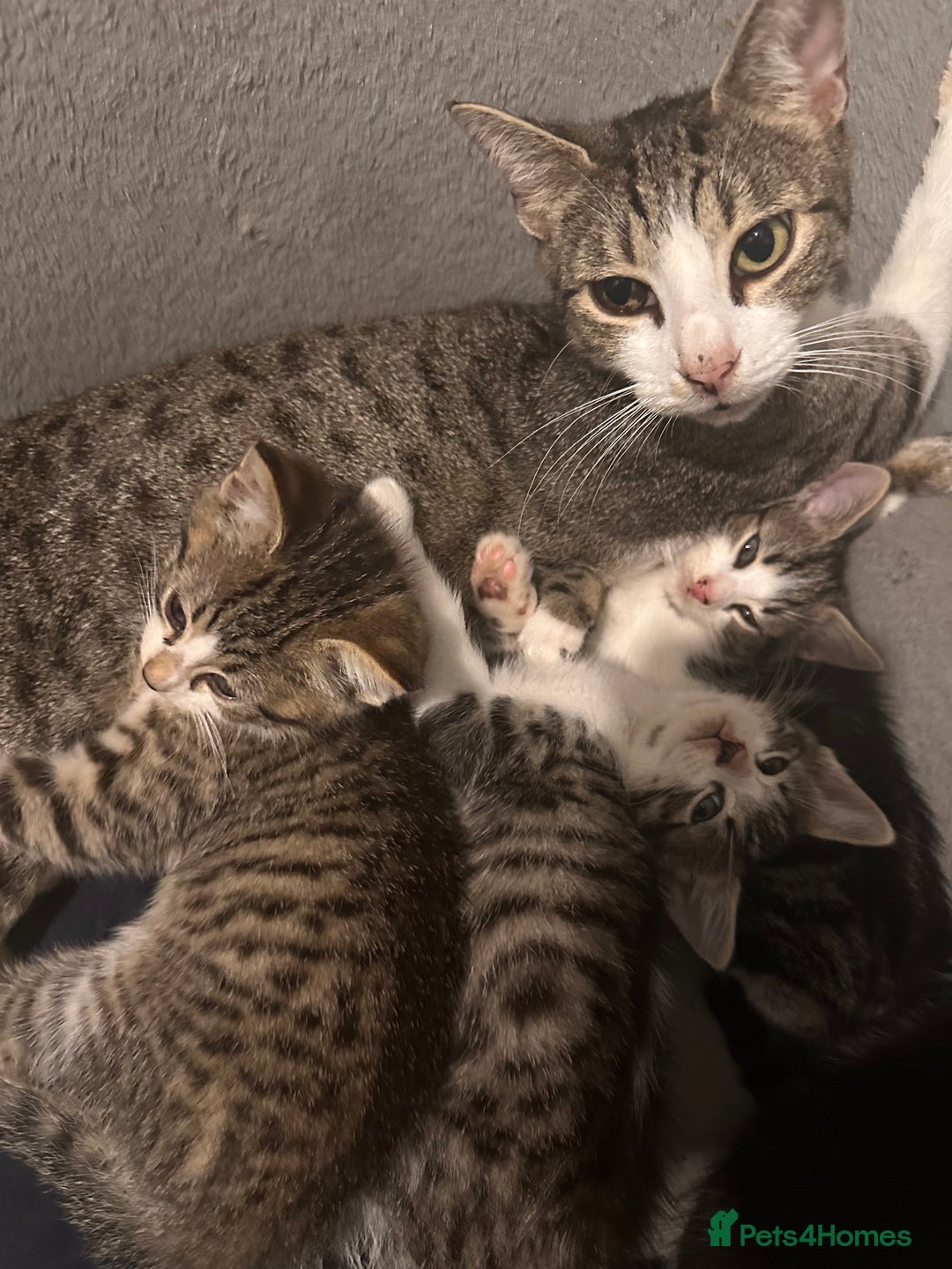 Mixed Breed cats for sale: Bengal mixed kittens  - Advert 4