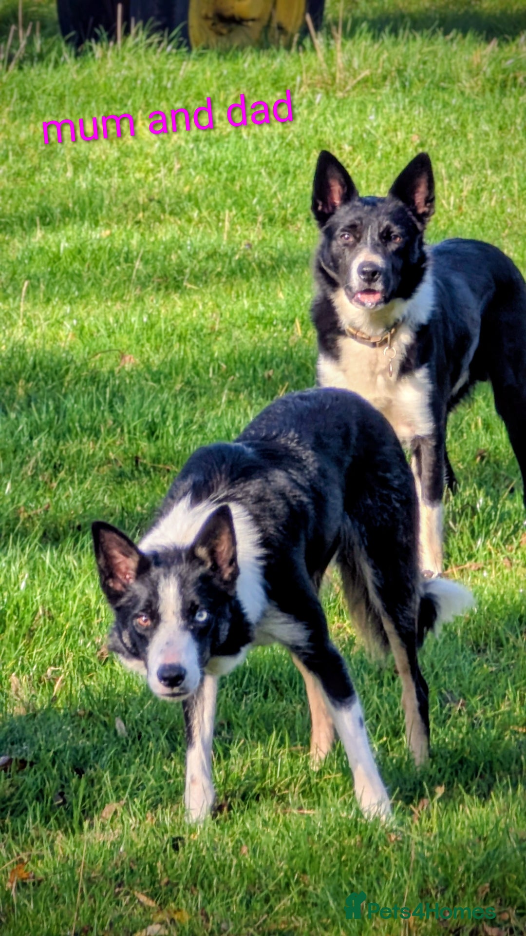 Border Collie dogs for sale: Farm bred collie pups - Image 4