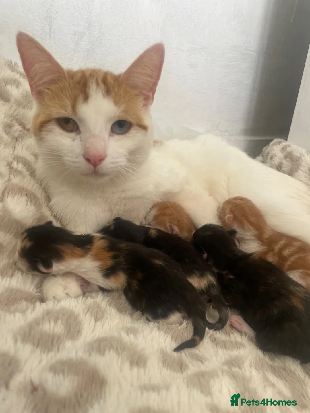 Mixed Breed cats for sale: Beautiful blue eyed tortie and ginger kittens  in Stafford - Advert 2