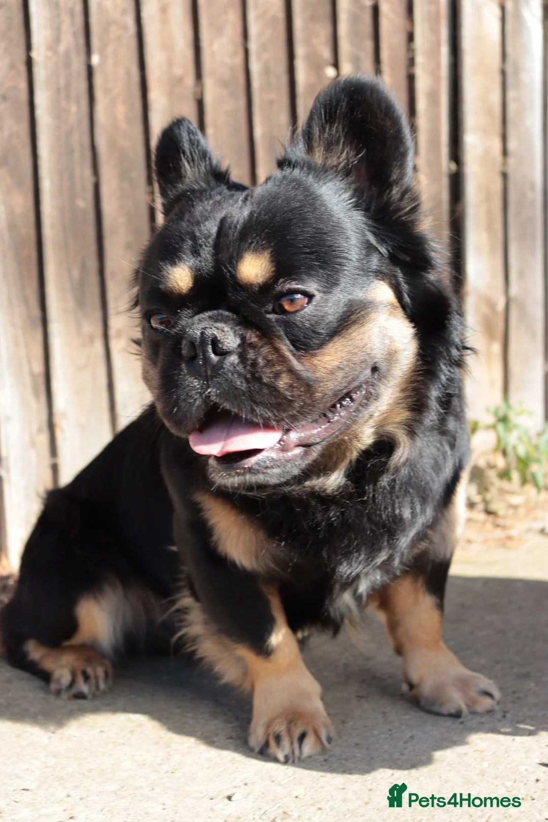 French Bulldog dogs for stud: Koba for stud - Advert 2