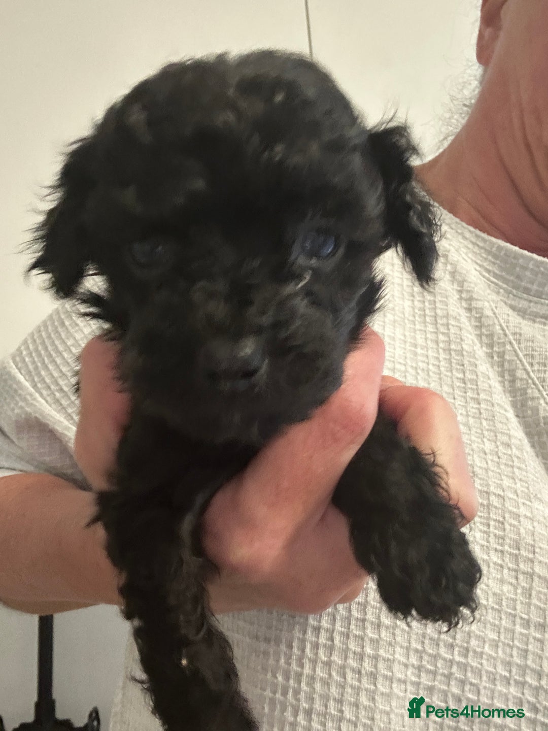 Cavapoo dogs for sale: Cavapoo / poodle puppies for sale  - Advert 3