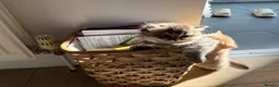 British Shorthair cats for sale: Golden british shorthair/ british longhair kittens - Advert 9