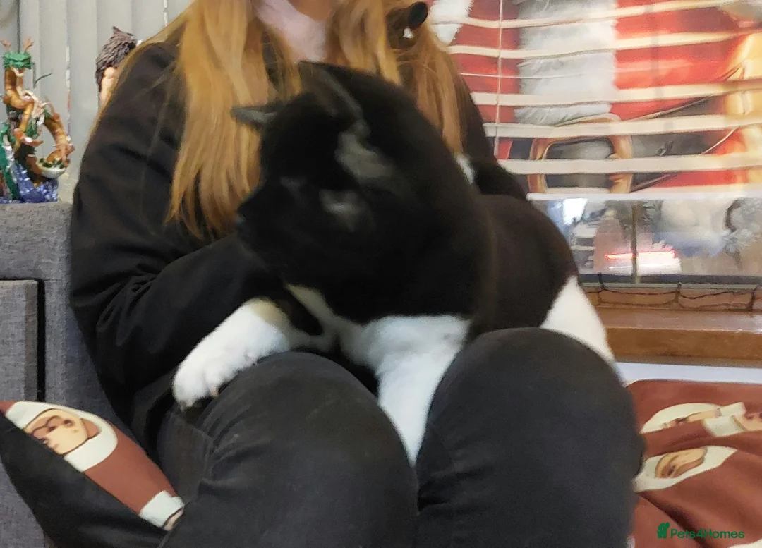 Akita dogs for sale: CHAMPION SHOW potential KC REG AKITA PUPPIES   - Advert 24