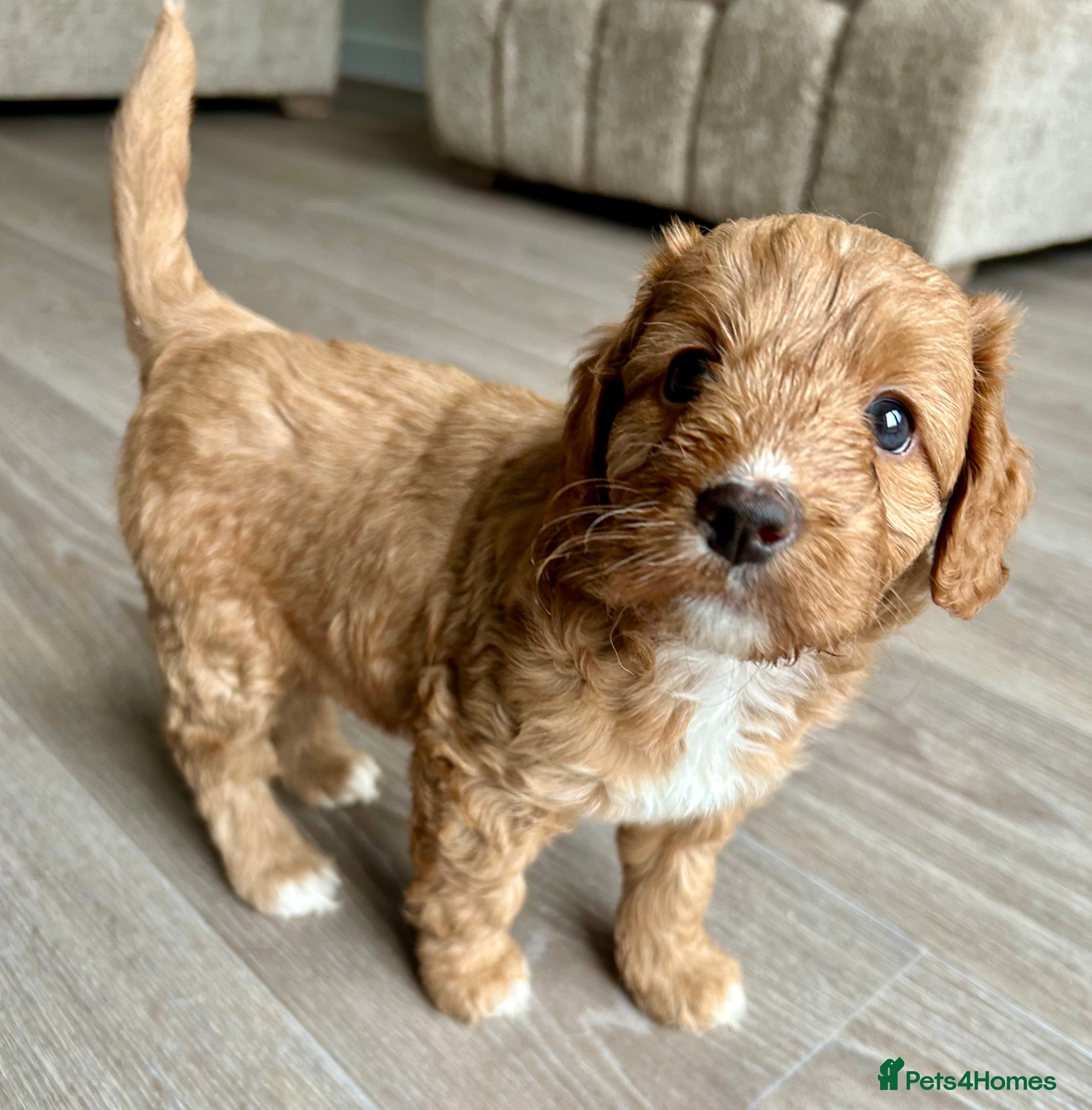 Mixed Breed dogs Tollerdoodle - Advert 16