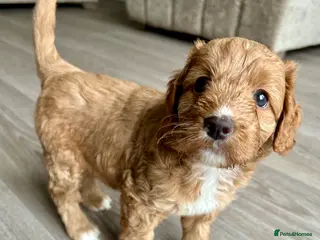 Mixed Breed dogs Tollerdoodle - Advert 16