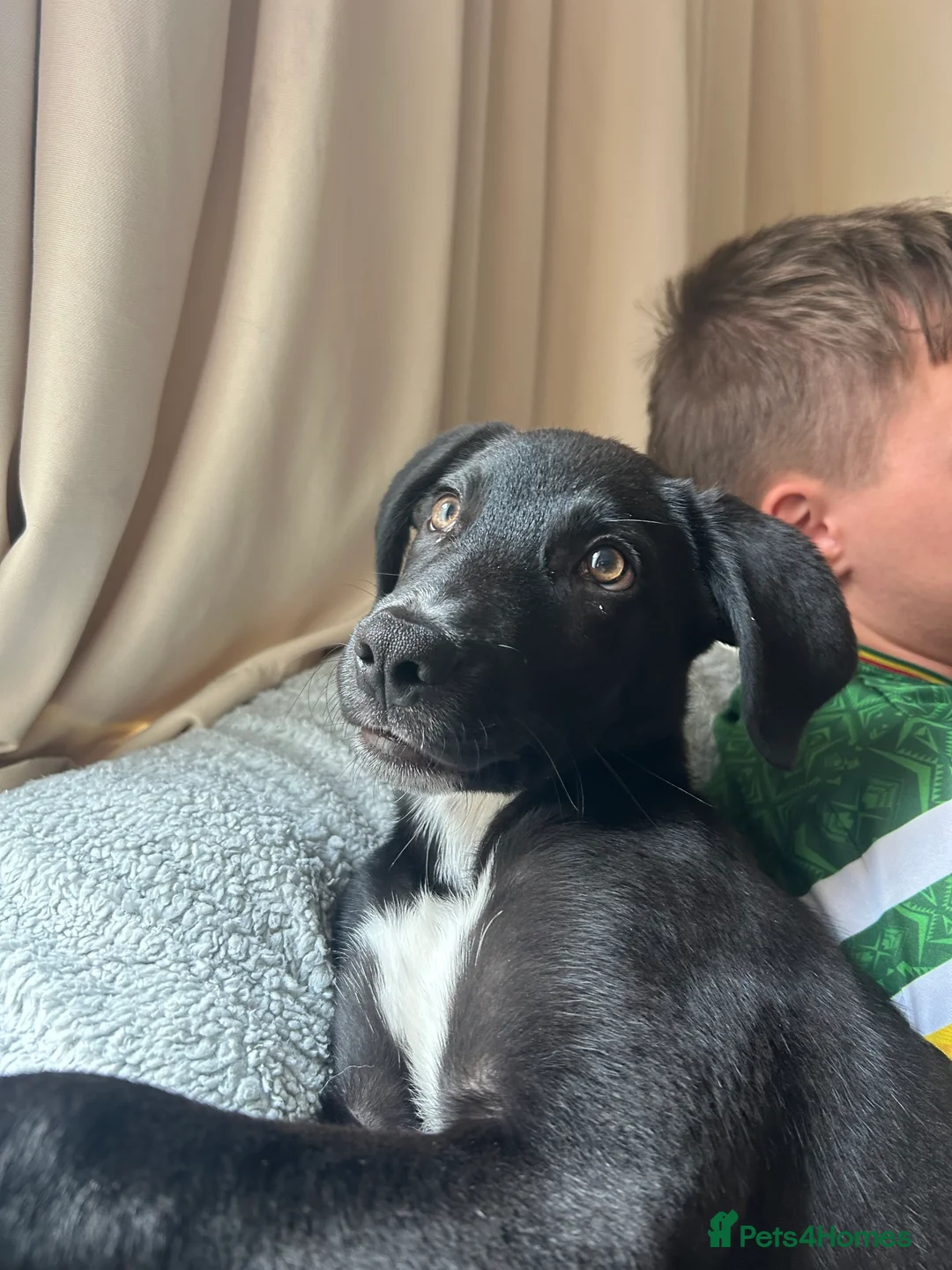 Mixed Breed dogs for sale: Maverick (Mav) - Advert 5